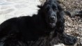 /album/anglicky-kokerspaniel/images-9-jpg/